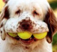 /album/photo-gallery-pet-paradise/funny-pet-images-4-jpg/